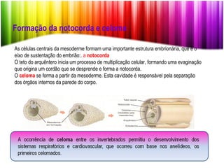 Formação da notocorda e celoma As células centrais da mesoderme formam uma importante estrutura embrionária, que é o eixo de sustentação do embrião:.  a  notocorda O teto do arquêntero inicia um processo de multiplicação celular, formando uma evaginação que origina um cordão que se desprende e forma a notocorda. O  celoma  se forma a partir da mesoderme. Esta cavidade é responsável pela separação dos órgãos internos da parede do corpo. 