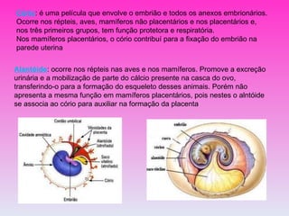 Cório : é uma película que envolve o embrião e todos os anexos embrionários. Ocorre nos répteis, aves, mamíferos não placentários e nos placentários e, nos três primeiros grupos, tem função protetora e respiratória. Nos mamíferos placentários, o cório contribuí para a fixação do embrião na parede uterina Alantóide : ocorre nos répteis nas aves e nos mamíferos. Promove a excreção urinária e a mobilização de parte do cálcio presente na casca do ovo, transferindo-o para a formação do esqueleto desses animais. Porém não apresenta a mesma função em mamíferos placentários, pois nestes o alntóide se associa ao cório para auxiliar na formação da placenta 