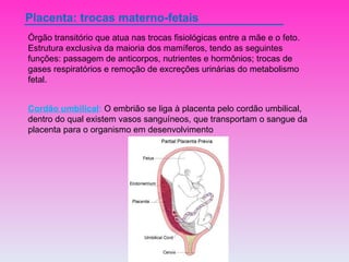 Placenta: trocas materno-fetais Órgão transitório que atua nas trocas fisiológicas entre a mãe e o feto. Estrutura exclusiva da maioria dos mamíferos, tendo as seguintes funções: passagem de anticorpos, nutrientes e hormônios; trocas de gases respiratórios e remoção de excreções urinárias do metabolismo fetal.  Cordão umbilical :  O embrião se liga à placenta pelo cordão umbilical, dentro do qual existem vasos sanguíneos, que transportam o sangue da placenta para o organismo em desenvolvimento 