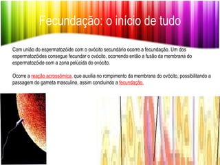 Fecundação: o início de tudo Com união do espermatozóide com o ovócito secundário ocorre a fecundação. Um dos espermatozóides consegue fecundar o ovócito, ocorrendo então a fusão da membrana do espermatozóide com a zona pelúcida do ovócito.  Ocorre a  reação acrossômica ,  que auxilia no rompimento da membrana do ovócito, possibilitando a passagem do gameta masculino, assim concluindo a  fecundação. 