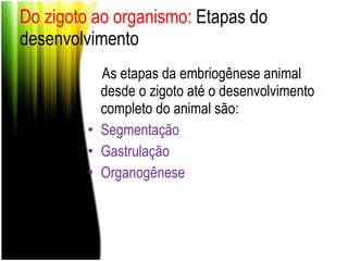 Do zigoto ao organismo:  Etapas do desenvolvimento As etapas da embriogênese animal desde o zigoto até o desenvolvimento completo do animal são: Segmentação Gastrulação Organogênese 