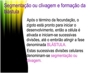 Segmentação ou clivagem e formação da blástula Após o término da fecundação, o zigoto está pronto para iniciar o desenvolvimento, então a célula é ativada e iniciam-se sucessivas divisões, até o embrião atingir a fase denominada  BLÁSTULA. Estas sucessivas divisões celulares denominam-se  segmentação ou clivagem. 