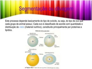 Segmentação ou clivagem Este processo depende basicamente do tipo de ovócito, ou seja, do tipo de ovo que cada grupo de animal possuí. Cada ovo é classificado de acordo com quantidade e distribuição de  vitelo  (material nutritivo), constituído principalmente por proteínas e lipídios. 