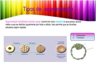 Tipos de  segmentação Segmentação holoblástica (total) e igual:  ocorre em ovos  oligolécito s que possuí pouco vitelo e que se distribui igualmente por toda a célula. Isso permite que as divisões celulares sejam rápidas 