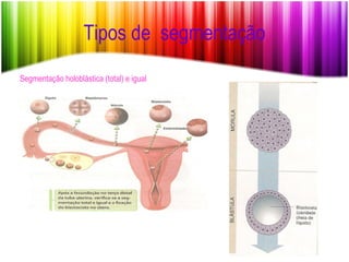 Tipos de  segmentação Segmentação holoblástica (total) e igual 