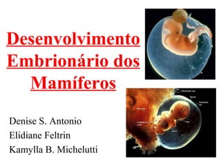 Desenvolvimento
Embrionário dos
  Mamíferos
Denise S. Antonio
Elidiane Feltrin
Kamylla B. Michelutti
 