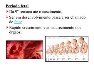 Período fetal
 Da 9º semana até o nascimento;
 Ser em desenvolvimento passa a ser chamado
  de feto;
 Rápido crescimento e amadurecimento dos
  órgãos;
 