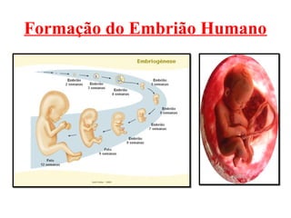 Formação do Embrião Humano
 