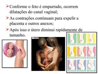  Conforme o feto é empurrado, ocorrem
  dilatações do canal vaginal;
 As contrações continuam para expelir a
  placenta e outros anexos;
 Após isso o útero diminui rapidamente de
  tamanho.
 