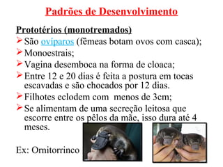 Padrões de Desenvolvimento
Prototérios (monotremados)
 São ovíparos (fêmeas botam ovos com casca);
 Monoestrais;
 Vagina desemboca na forma de cloaca;
 Entre 12 e 20 dias é feita a postura em tocas
  escavadas e são chocados por 12 dias.
 Filhotes eclodem com menos de 3cm;
 Se alimentam de uma secreção leitosa que
  escorre entre os pêlos da mãe, isso dura até 4
  meses.

Ex: Ornitorrinco
 