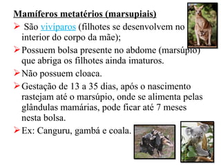Mamíferos metatérios (marsupiais)
 São vivíparos (filhotes se desenvolvem no
  interior do corpo da mãe);
 Possuem bolsa presente no abdome (marsúpio)
  que abriga os filhotes ainda imaturos.
 Não possuem cloaca.
 Gestação de 13 a 35 dias, após o nascimento
  rastejam até o marsúpio, onde se alimenta pelas
  glândulas mamárias, pode ficar até 7 meses
  nesta bolsa.
 Ex: Canguru, gambá e coala.
 