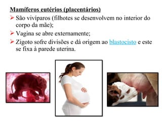Mamíferos eutérios (placentários)
 São vivíparos (filhotes se desenvolvem no interior do
  corpo da mãe);
 Vagina se abre externamente;
 Zigoto sofre divisões e dá origem ao blastocisto e este
  se fixa à parede uterina.
 