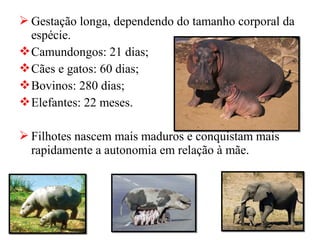  Gestação longa, dependendo do tamanho corporal da
  espécie.
 Camundongos: 21 dias;
 Cães e gatos: 60 dias;
 Bovinos: 280 dias;
 Elefantes: 22 meses.

 Filhotes nascem mais maduros e conquistam mais
  rapidamente a autonomia em relação à mãe.
 