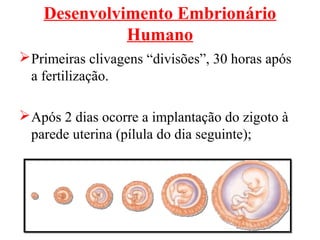 Desenvolvimento Embrionário
              Humano
 Primeiras clivagens “divisões”, 30 horas após
  a fertilização.

 Após 2 dias ocorre a implantação do zigoto à
  parede uterina (pílula do dia seguinte);
 