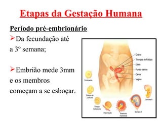 Etapas da Gestação Humana
Período pré-embrionário
 Da fecundação até
a 3º semana;

 Embrião mede 3mm
e os membros
começam a se esboçar.
 