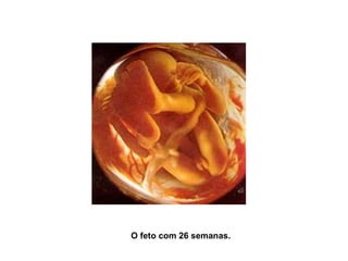 O feto com 26 semanas. 