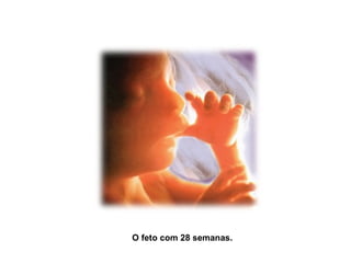 O feto com 28 semanas. 