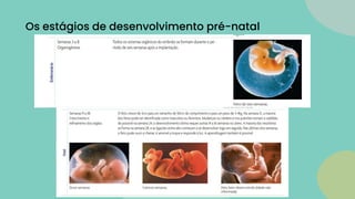 Os estágios de desenvolvimento pré-natal
 