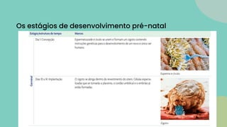 Os estágios de desenvolvimento pré-natal
 