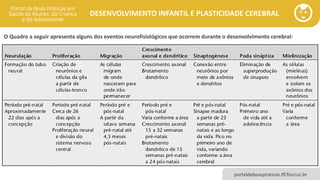 DESENVOLVIMENTO INFANTIL E PLASTICIDADE CEREBRAL
portaldeboaspraticas.iff.fiocruz.br
O Quadro a seguir apresenta alguns dos eventos neurofisiológicos que ocorrem durante o desenvolvimento cerebral:
 