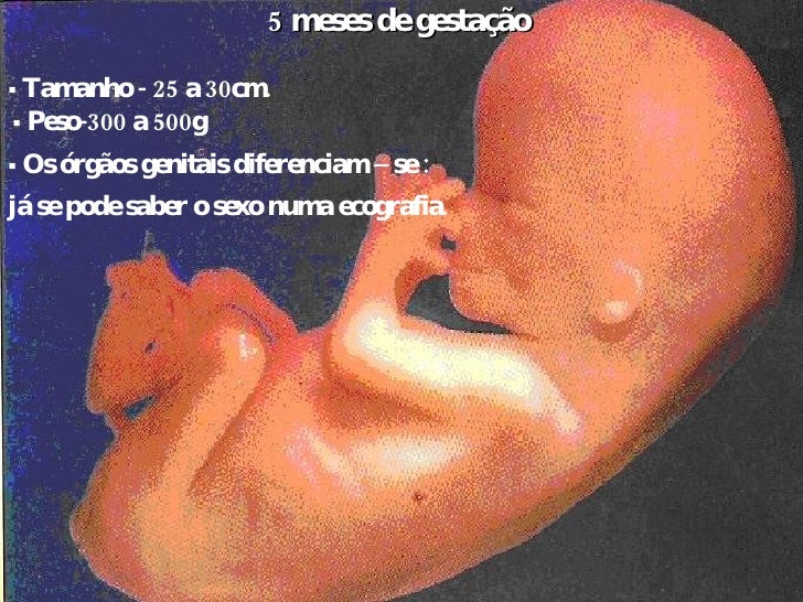 Desenvolvimento Intrauterino Desenvolvimento Intrauterino