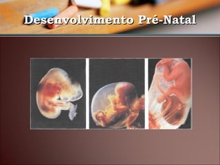 Desenvolvimento Pré-Natal

 