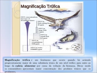 Magnificação trófica é um fenômeno que ocorre quando há acúmulo
progressivamente maior de uma substância tóxica de um nível trófico para outro ao
longo da cadeia alimentar por causa da redução da biomassa. Desse modo
os consumidores apresentam maior concentração dos produtos tóxicos que os
produtores.
 