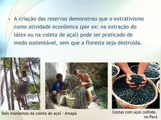 • A criação das reservas demonstrou que o extrativismo
como atividade econômica (por ex: na extração do
látex ou na coleta de açaí) pode ser praticado de
modo sustentável, sem que a floresta seja destruída.

Dois momentos da coleta do açaí - Amapá

Cestas com açaí colhido,
no Pará

 