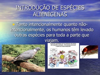 INTRODUÇÃO DE ESPÉCIES ALIENÍGENAS Tanto intencionalmente quanto não- intencionalmente, os humanos têm levado outras espécies para toda a parte que viajam. 