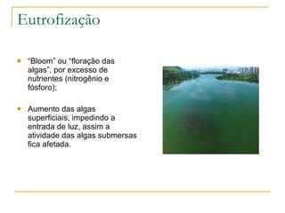 Eutrofização “ Bloom” ou “floração das algas”, por excesso de nutrientes (nitrogênio e fósforo); Aumento das algas superficiais, impedindo a entrada de luz, assim a atividade das algas submersas fica afetada. 