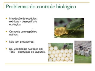 Problemas do controle biológico Introdução de espécies exóticas – desequilíbrio ecológico; Compete com espécies nativas; Não tem predadores; Ex. Coelhos na Austrália em 1859 – destruição de lavouras. 