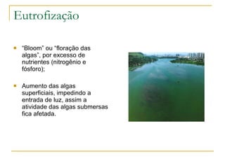 Eutrofização “ Bloom” ou “floração das algas”, por excesso de nutrientes (nitrogênio e fósforo); Aumento das algas superficiais, impedindo a entrada de luz, assim a atividade das algas submersas fica afetada. 