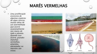 MARÉS VERMELHAS
• Uma proliferação
excessiva de
algumas espécies
de algas tóxicas,
muitas delas de
cor avermelhada
que ocorre
ocasionalmente
nos mares de
todo o planeta.
Quando isso
ocorre, grandes
manchas
vermelhas,
amarelas,
alaranjadas ou
marrons são
vistas.
 