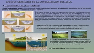 EFECTOS GENERALES DE LA CONTAMINACIÓN DEL AGUA 
1) La contaminación de ríos y lagos: eutrofización 
Los lagos son ecosistemas efímeros ( Que dura poco tiempo), ya que su final es siempre la desaparición por colmatación de sedimentos. Los lagos de zonas templadas 
son de baja productividad debido a la estratificación del agua que se produce 
En las regiones templadas las aguas de los lagos suelen estar fuertemente estratificados en el verano. 
La parte superior más cálida (epilimnion) se aísla de la más fría (hipolimnion) por una zona 
llamada termoclina que actúa como barrera ante el intercambio de materiales. Esto hace que pronto 
sean insuficientes el suministro de O2 en el hipolimnion y de nutrientes en el epilimnion. Cuando llega el 
otoño se enfría la capa superior y, con la acción del viento las aguas se mezclan. Al mezclarse las aguas 
suele haber explosiones de fitoplancton porque la agitación del agua hace aflorar nutrientes a la 
superficie. 
(1) LAGOS EUTRÓFICOS.- Con las aguas ricas en nutrientes lo que facilita la proliferación de las 
algas.En estos lagos la luz penetra con dificultad en el agua y los seres vivos que se encuentran 
son los característicos de las aguas pobres en oxígeno (barbos, tencas, gusanos, etc.) 
(2) LAGOS OLIGOTRÓFICOS.- Sus aguas son pobres en nutrientes y, por 
tanto, las algas no proliferan excesivamente, las aguas son claras y penetra la 
luz con facilidad, hay oxígeno en abundancia y la flora y la fauna es típica de 
aguas bien oxigenadas (truchas, larvas de libélulas, etc.) 
(1) 
(3) LAGOS MESOTRÓFICOS.- Tienen características intermedias 
 