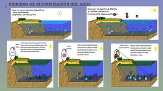 PROCESO DE EUTROFIZACIÓN DEL AGUA 1) 
 