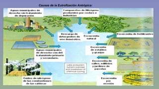 Causas de la Eutrofización Antrópica: 
1) Las aguas residuales domésticas contienen nitrógeno y fósforo procedente, principalmente, de las deyecciones humanas y de los productos de limpieza 
(detergentes). 
2) La descarga de aguas municipales tanto las provenientes del tratamiento (primario y secundario) en depuradoras de las aguas residuales, como las que se 
vierten sin tratamiento. 
3) Los compuestos de nitrógeno de los coches y de las centrales de energía arrastrados por el agua de lluvia. 
4) La actividad agraria es también una fuente importante, especialmente por los abonos aportados a los cultivos y por los productos de desecho de los animales 
producidos en las granjas. Diversas industrias producen también vertidos más o menos ricos en compuestos de nitrógeno. 
 