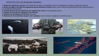 EFECTOS DE LAS MAREAS NEGRAS 
1. Muerte de organismos marinos: por hundimiento al perder la flotabilidad o de frío al impregnarse y perder su aislamiento térmico. 
2. Muerte de algas y de todos los organismos que se alimentan de ellas debido a que la capa más superficial del crudo impide el paso de 
luz, impidiendo la fotosíntesis 
3. Envenenamiento de los organismos por ingestión de crudo con componentes tóxicos. 
4. Pérdida de la producción pesquera y de mariscos 
5. Deterioro de las playas y del turismo de la zona 
6. Destrucción de ecosistemas de gran valor ecológico como marismas, manglares y arrecifes de coral. 
 