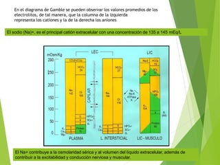 En el diagrama de Gamble se pueden observar los valores promedios de los
electrolitos, de tal manera, que la columna de la izquierda
representa los cationes y la de la derecha los aniones
El sodio (Na)+, es el principal catión extracelular con una concentración de 135 a 145 mEq/L
El Na+ contribuye a la osmolaridad sérica y al volumen del líquido extracelular, además de
contribuir a la excitabilidad y conducción nerviosa y muscular.
 