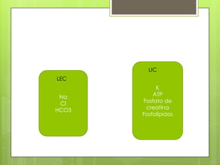 Na
Cl
HCO3
K
ATP
Fosfato de
creatina
Fosfolípidos
LIC
LEC
 