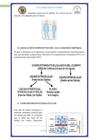 TRABAJO GRUPAL
4
Universidad Técnica de Ambato
porcentaje mayor que los adultos, los varones que las
mujeres y los delgados que los obesos.
CLASIFICACIÓN/COMPONENTES DEL AGUA/LÍQUIDO CORPORAL
El agua se distribuye en el organismo en dos grandes compartimentos interrelacionados,
pero que presentan composiciones diferentes: El compartimento extracelular (CEC) y el
compartimento intracelular (CIC).
COMPARTIMENTO EXTRACELULAR:
Este tipo de fluído constituye el
ambiente inmediato (interno) para
las células que baña. Es el líquido
que se halla por fuera de las
células (las rodea). Representa
 