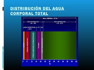 DISTRIBUCIÓN DEL AGUA
CORPORAL TOTAL
 