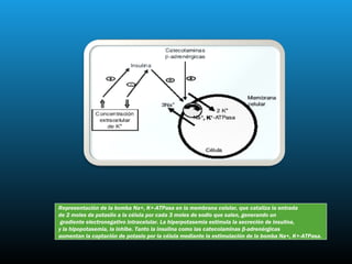 Representación de la bomba Na+, K+-ATPasa en la membrana celular, que cataliza la entrada
de 2 moles de potasiio a la célula por cada 3 moles de sodio que salen, generando un
 gradiente electronegativo intracelular. La hiperpotasemia estimula la secreción de insulina,
y la hipopotasemia, la inhibe. Tanto la insulina como las catecolaminas β-adrenérgicas
aumentan la captación de potasio por la célula mediante la estimulación de la bomba Na+, K+-ATPasa.
 