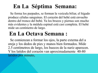 En La Séptima Semana:
Se forma los parpados, se forman la vesícula biliar, el hígado
produce células sanguinas. El corazón del bebé está envuelto
dentro del tronco del bebé. Ya los brazos y piernas son mucho
más evidentes y la médula espinal está casi completa. El bebé
mide un centímetro de largo.
En La Octava Semana :
Se comienzan a formar los ojos, la parte externa del a
oreja y los dedos de pies y manos bien formados. Mide
2.5 centímetros de largo, los huecos de la nariz aparecen.
Y los latidos del corazón van aproximadamente 40-80
latidos por minuto,
 