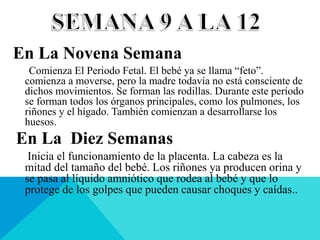 En La Novena Semana
Comienza El Periodo Fetal. El bebé ya se llama “feto”.
comienza a moverse, pero la madre todavía no está consciente de
dichos movimientos. Se forman las rodillas. Durante este período
se forman todos los órganos principales, como los pulmones, los
riñones y el hígado. También comienzan a desarrollarse los
huesos.
En La Diez Semanas
Inicia el funcionamiento de la placenta. La cabeza es la
mitad del tamaño del bebé. Los riñones ya producen orina y
se pasa al líquido amniótico que rodea al bebé y que lo
protege de los golpes que pueden causar choques y caídas..
 