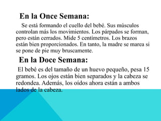 En la Once Semana:
Se está formando el cuello del bebé. Sus músculos
controlan más los movimientos. Los párpados se forman,
pero están cerrados. Mide 5 centímetros. Los brazos
están bien proporcionados. En tanto, la madre se marea si
se pone de pie muy bruscamente.
En la Doce Semana:
El bebé es del tamaño de un huevo pequeño, pesa 15
gramos. Los ojos están bien separados y la cabeza se
redondea. Además, los oídos ahora están a ambos
lados de la cabeza.
 
