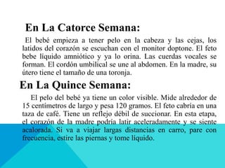 En La Catorce Semana:
El bebé empieza a tener pelo en la cabeza y las cejas, los
latidos del corazón se escuchan con el monitor doptone. El feto
bebe líquido amniótico y ya lo orina. Las cuerdas vocales se
forman. El cordón umbilical se une al abdomen. En la madre, su
útero tiene el tamaño de una toronja.
En La Quince Semana:
El pelo del bebé ya tiene un color visible. Mide alrededor de
15 centímetros de largo y pesa 120 gramos. El feto cabría en una
taza de café. Tiene un reflejo débil de succionar. En esta etapa,
el corazón de la madre podría latir aceleradamente y se siente
acalorada. Si va a viajar largas distancias en carro, pare con
frecuencia, estire las piernas y tome líquido.
 