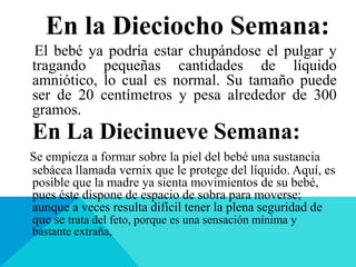 En la Dieciocho Semana:
El bebé ya podría estar chupándose el pulgar y
tragando pequeñas cantidades de líquido
amniótico, lo cual es normal. Su tamaño puede
ser de 20 centímetros y pesa alrededor de 300
gramos.
En La Diecinueve Semana:
Se empieza a formar sobre la piel del bebé una sustancia
sebácea llamada vernix que le protege del líquido. Aquí, es
posible que la madre ya sienta movimientos de su bebé,
pues éste dispone de espacio de sobra para moverse;
aunque a veces resulta difícil tener la plena seguridad de
que se trata del feto, porque es una sensación mínima y
bastante extraña,
 