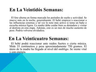 En La Veintidós Semanas:
El feto alterna en forma marcada los períodos de sueño y actividad. Se
mueve más en la noche, generalmente. El bebé empieza a reaccionar a
las influencias externas y tal vez lo note más activo si toma un baño o
escucha música ligera. La madre debe cuidar bien su dentadura y visitar
al dentista en esta etapa. Además, este es un mes de mucho aumento de
peso. Podría volverse olvidadiza.
En La Veinticuatro Semanas:
El bebé podrá reaccionar ante ruidos fuertes o cierta música.
Mide 33 centímetros y pesa aproximadamente 750 gramos. El
útero de la madre ha llegado al nivel del ombligo. Se siente vital
y con energía.
 