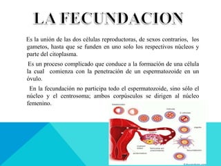 Es la unión de las dos células reproductoras, de sexos contrarios, los
gametos, hasta que se funden en uno solo los respectivos núcleos y
parte del citoplasma.
Es un proceso complicado que conduce a la formación de una célula
la cual comienza con la penetración de un espermatozoide en un
óvulo.
En la fecundación no participa todo el espermatozoide, sino sólo el
núcleo y el centrosoma; ambos corpúsculos se dirigen al núcleo
femenino.
 