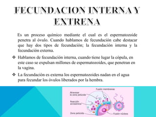 Es un proceso químico mediante el cual es el espermatozoide
penetra al óvulo. Cuando hablamos de fecundación cabe destacar
que hay dos tipos de fecundación; la fecundación interna y la
fecundación externa.
 Hablamos de fecundación interna, cuando tiene lugar la cópula, en
este caso se expulsan millones de espermatozoides, que penetran en
la vagina.
 La fecundación es externa los espermatozoides nadan en el agua
para fecundar los óvulos liberados por la hembra.
 
